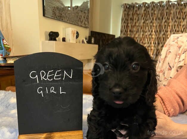 6 beautiful babies looking for new homes for sale in Stockport, Greater Manchester - Image 1