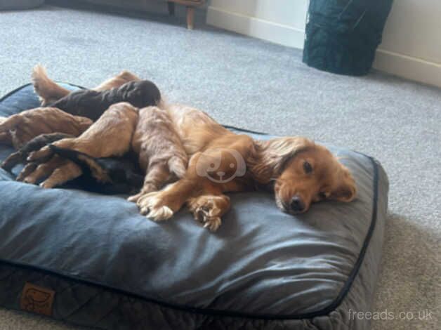 6 Beautiful cockapoo puppies for sale in Southport, Merseyside - Image 1