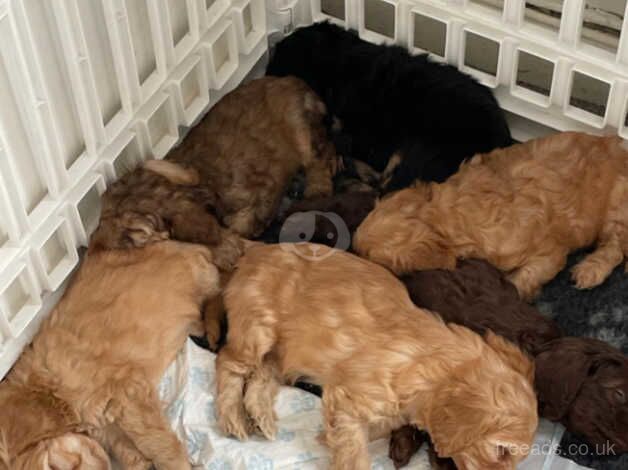 6 Beautiful cockapoo puppies for sale in Southport, Merseyside - Image 2