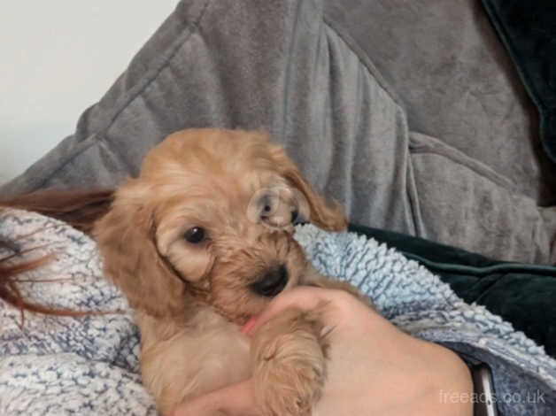 6 Beautiful cockapoo puppies for sale in Southport, Merseyside - Image 3