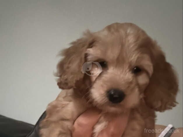 6 Beautiful cockapoo puppies for sale in Southport, Merseyside - Image 4