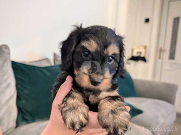 6 Beautiful cockapoo puppies for sale in Southport, Merseyside - Image 5