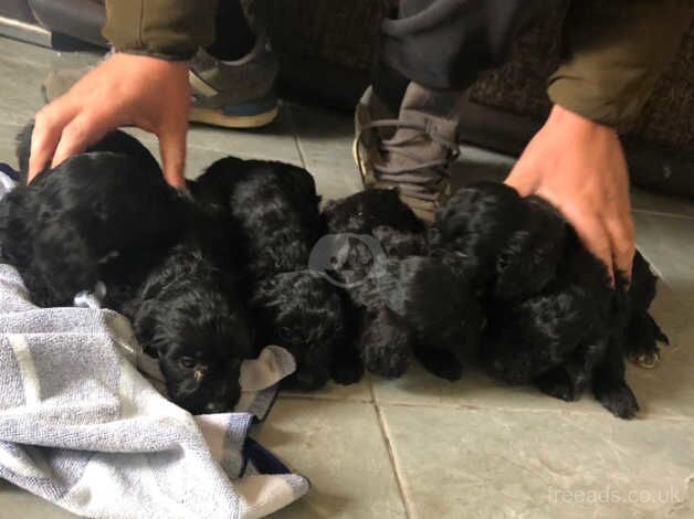 6 beautiful puppies looking for their forever homes for sale in Doncaster, South Yorkshire - Image 4