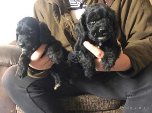 6 beautiful puppies looking for their forever homes for sale in Doncaster, South Yorkshire - Image 5