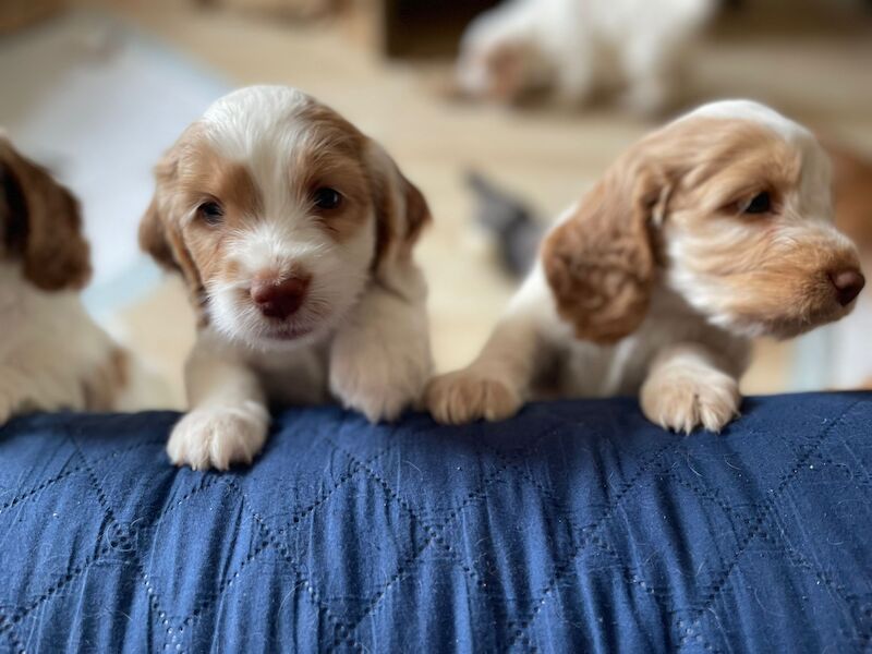 6 cockerpoo puppies for sale in Hanwell, Ealing, Greater London