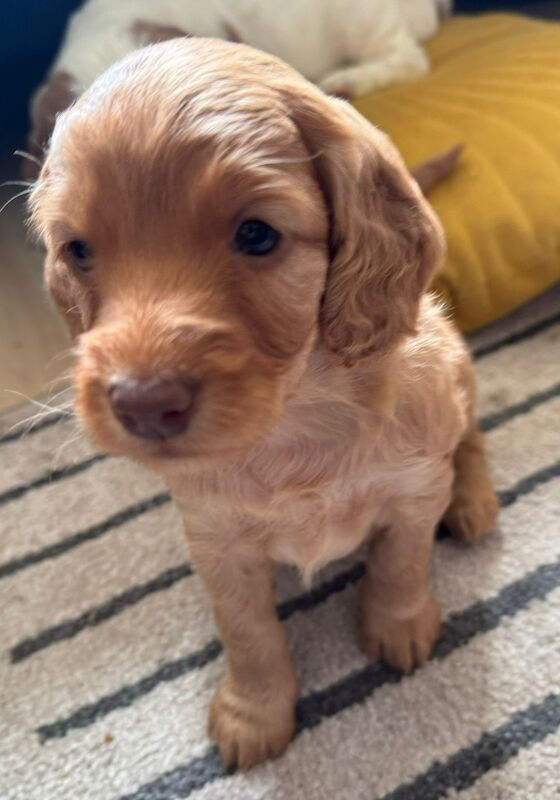 6 cockerpoo puppies for sale in Hanwell, Ealing, Greater London - Image 2