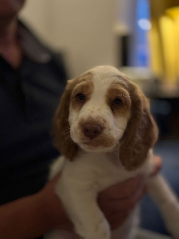 6 cockerpoo puppies for sale in Hanwell, Ealing, Greater London - Image 3