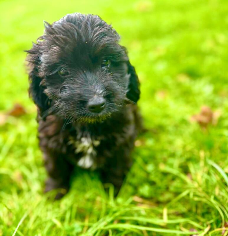 6 cockerpoos left looking for loving new homes for sale in Wool, Dorset - Image 8