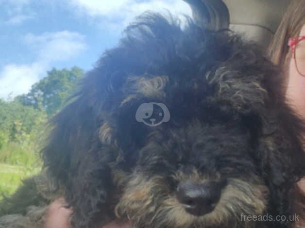 6 month old boy for sale in Launceston, Devon - Image 2