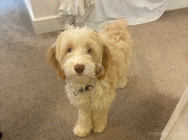 6 month old cockapoo for sale in Ashford, Surrey - Image 1