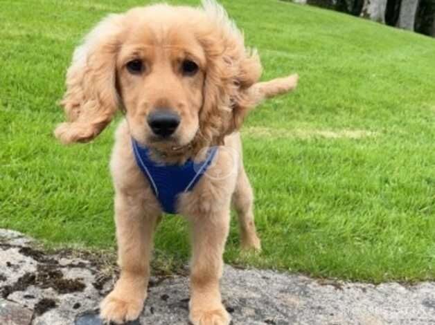 6 month old cockapoo for sale in Strabane