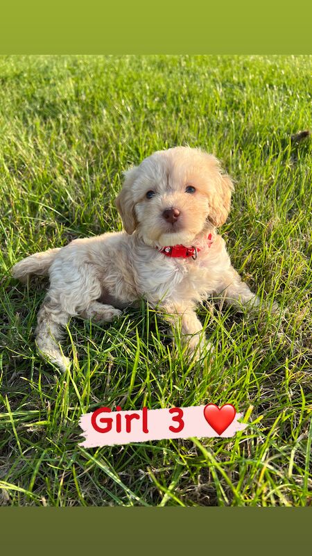 6 stunning cockapoos for sale in Wisbech, Cambridgeshire