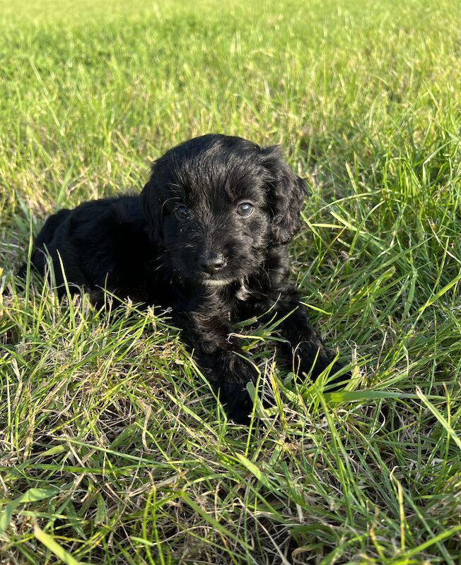 6 stunning cockapoos for sale in Wisbech, Cambridgeshire - Image 4