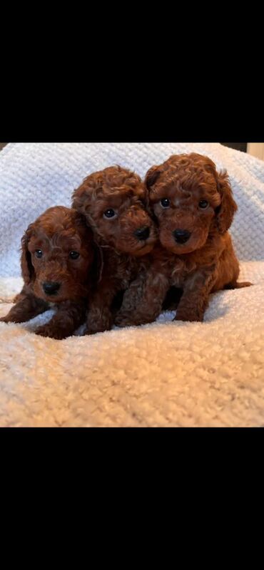 4 f1b Miniature/Toy Cockapoos for sale in Droitwich, Worcestershire - Image 7