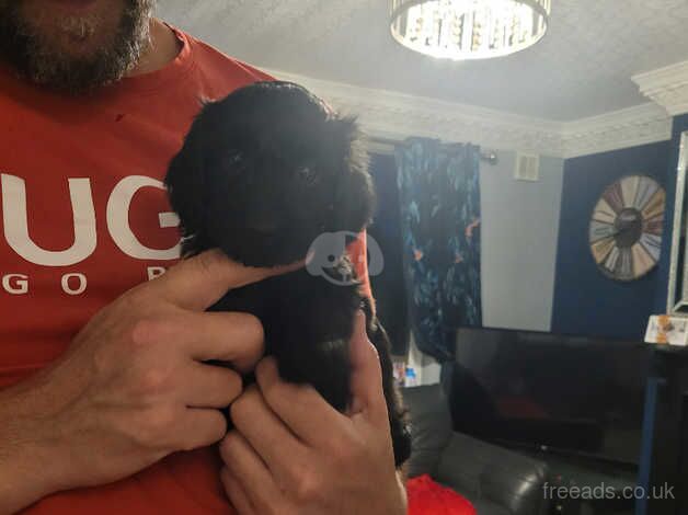 6wk old cockerpoo for sale 650 for sale in Rotherham, South Yorkshire - Image 3