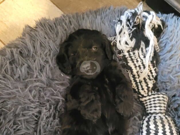 6wk old cockerpoo for sale 650 for sale in Rotherham, South Yorkshire - Image 4