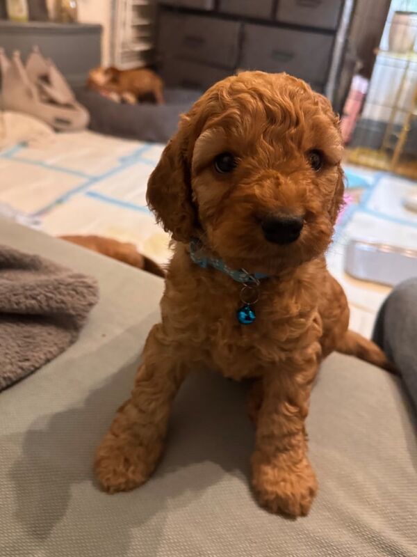 7 amazing F2 cockapoo puppies for sale in Hemel Hempstead, Hertfordshire