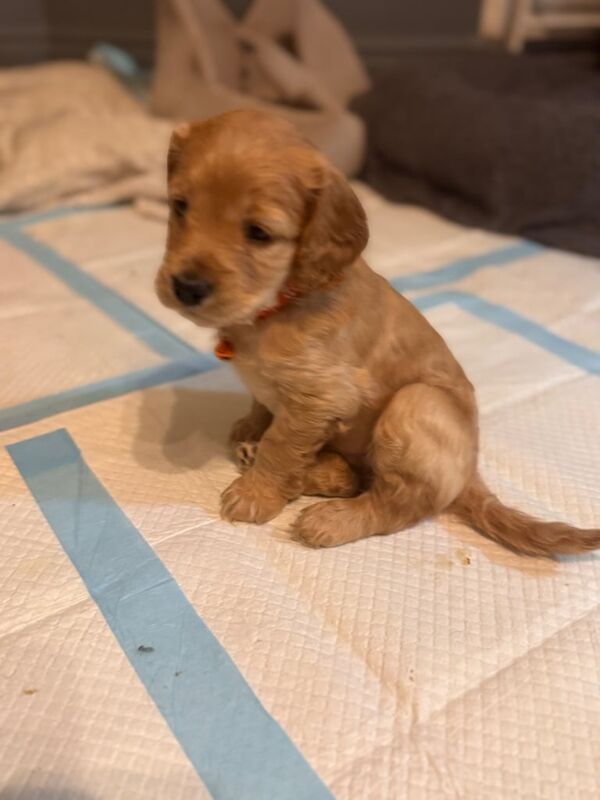 7 amazing F2 cockapoo puppies for sale in Hemel Hempstead, Hertfordshire - Image 2