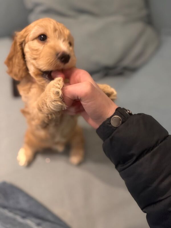 7 amazing F2 cockapoo puppies for sale in Hemel Hempstead, Hertfordshire - Image 3