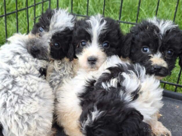 7 beautiful cockapoo pups. for sale in Aldershot, Hampshire - Image 2