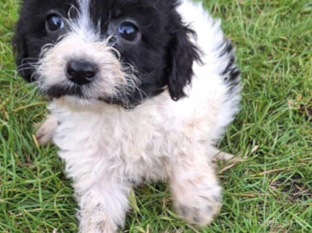 7 beautiful cockapoo pups. for sale in Aldershot, Hampshire - Image 3