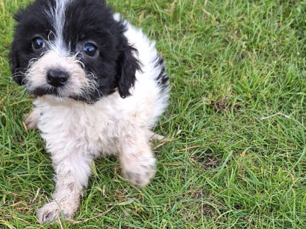 7 beautiful cockapoo pups. for sale in Aldershot, Hampshire - Image 4