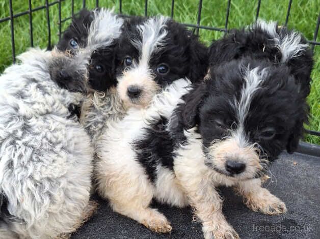 7 beautiful cockapoo pups. for sale in Aldershot, Hampshire - Image 5