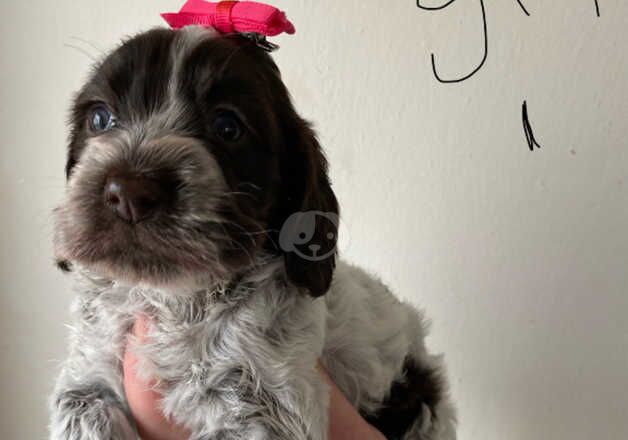 7 beautiful cockerpoo puppy's for sale in Ebbw Vale/Glyn Ebwy, Blaenau Gwent