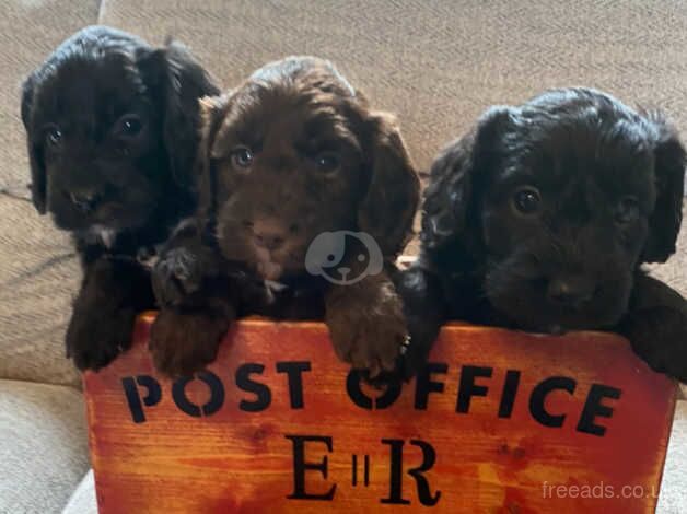 7 beautiful F1 cockapoo puppies black and brown, male + female for sale in Llanfairfechan, Conwy - Image 1