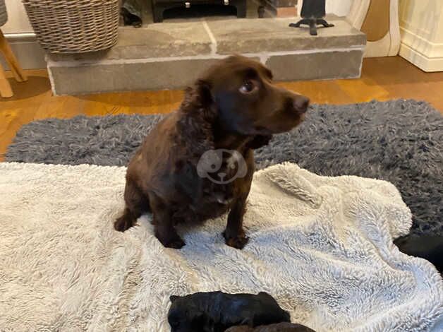 7 beautiful F1 cockapoo puppies black and brown, male + female for sale in Llanfairfechan, Conwy - Image 2