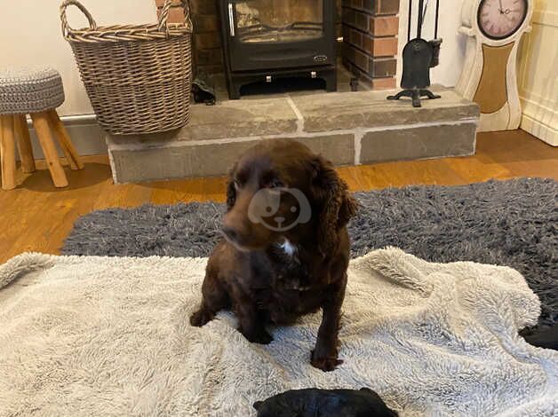 7 beautiful F1 cockapoo puppies black and brown, male + female for sale in Llanfairfechan, Conwy - Image 3