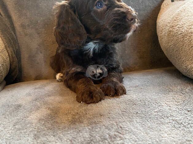 7 beautiful F1 cockapoo puppies black and brown, male + female for sale in Llanfairfechan, Conwy - Image 4