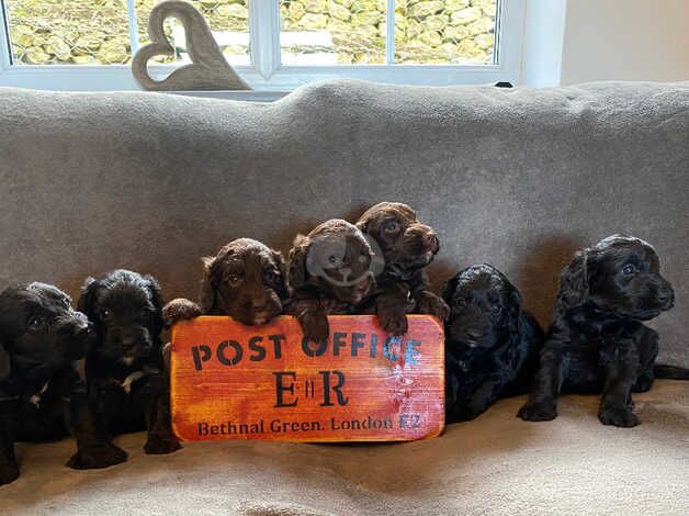 7 beautiful F1 cockapoo puppies black and brown, male + female for sale in Llanfairfechan, Conwy - Image 5