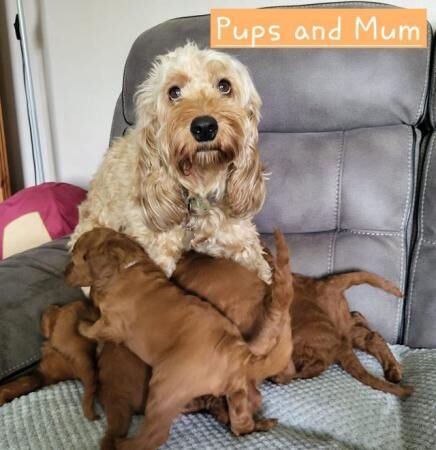 7 cockapoo's looking for their forever safe home for sale in Stoke-on-Trent, Staffordshire