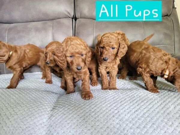 7 cockapoo's looking for their forever safe home for sale in Stoke-on-Trent, Staffordshire - Image 5