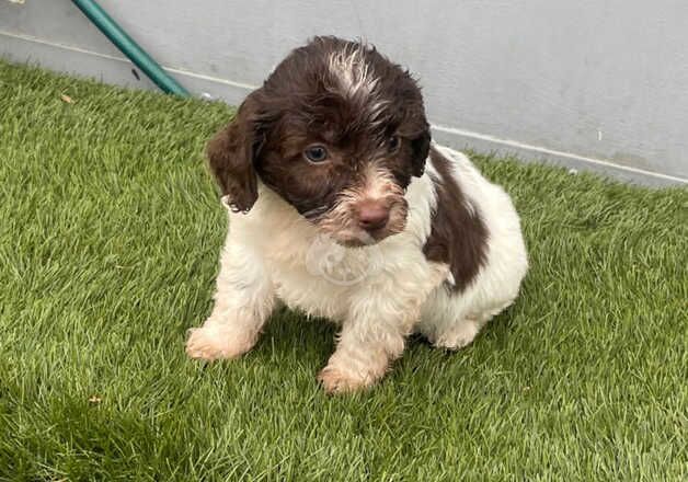 7 cockatoo puppies for sale in Ely, Cambridgeshire - Image 2