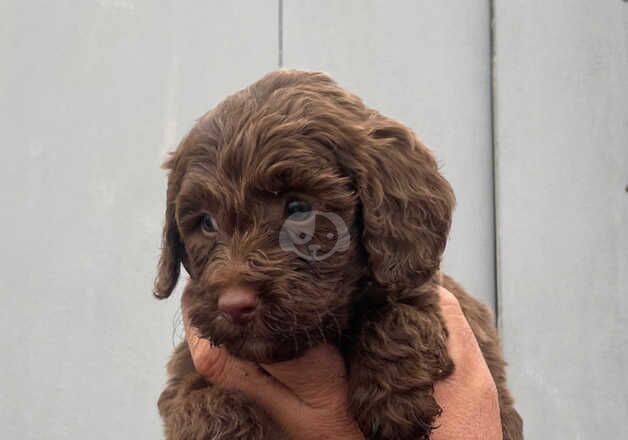 7 cockatoo puppies for sale in Ely, Cambridgeshire - Image 3