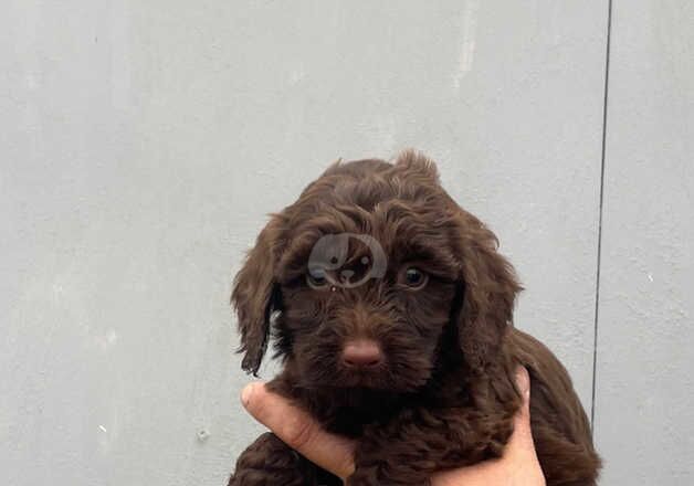 Cockapoo Puppies for sale