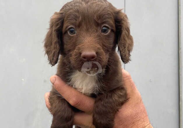 7 cockatoo puppies for sale in Ely, Cambridgeshire - Image 5