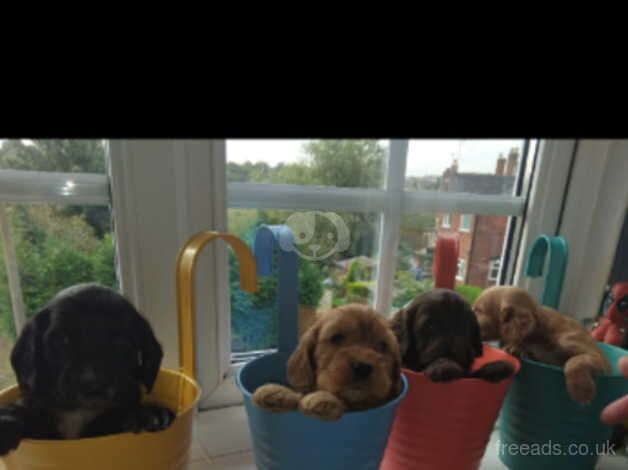 7 cockerpoo puppies.2 girls 5 boys for sale in Uttoxeter, Staffordshire