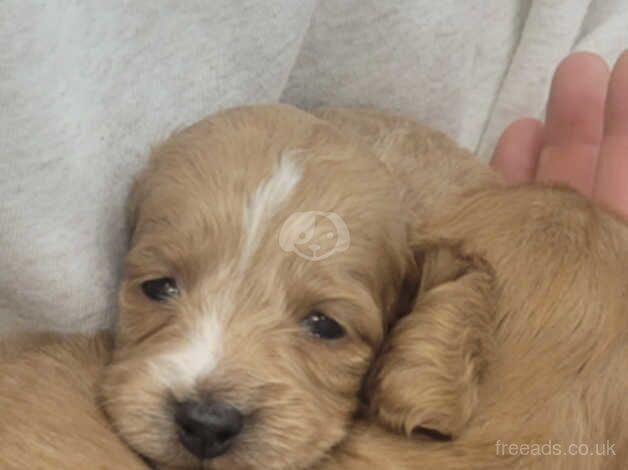 Cockapoo Puppies for sale in Staffordshire