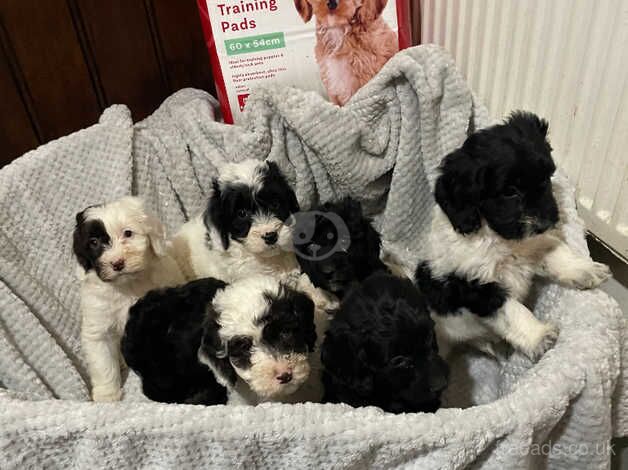 7 F2 Cockapoo Puppies For Sale in Wellington, Cumbria