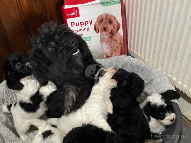 7 F2 Cockapoo Puppies For Sale in Wellington, Cumbria - Image 2