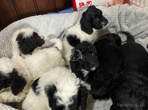 7 F2 Cockapoo Puppies For Sale in Wellington, Cumbria - Image 3