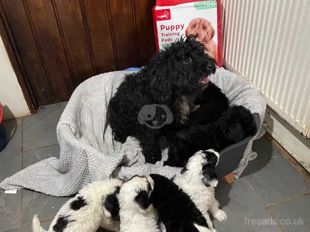 7 F2 Cockapoo Puppies For Sale in Wellington, Cumbria - Image 4