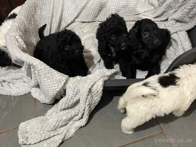 7 F2 Cockapoo Puppies For Sale in Wellington, Cumbria - Image 5