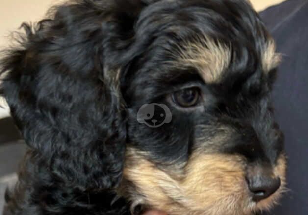 7 month old Cockapoo for sale in Ramsey, Cambridgeshire - Image 2