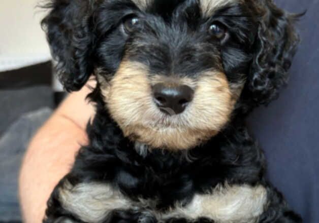 Cockapoo Puppies for sale in Cambridgeshire