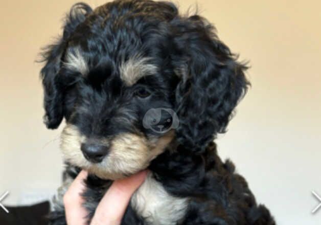 Cockapoo Puppies for sale