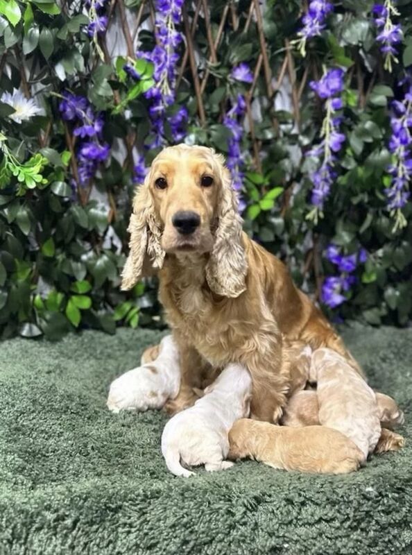 7 stunning Cockapoo for sale in Upwell, Norfolk
